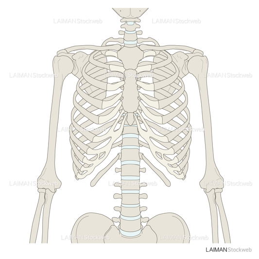 骨格胸部（前面）