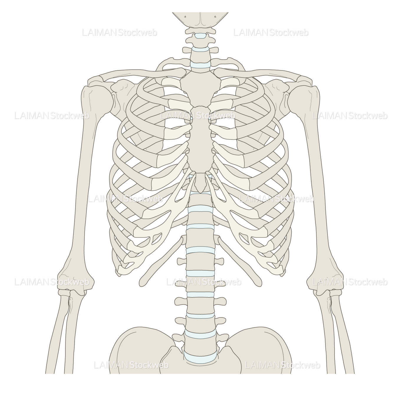 骨格胸部（前面）