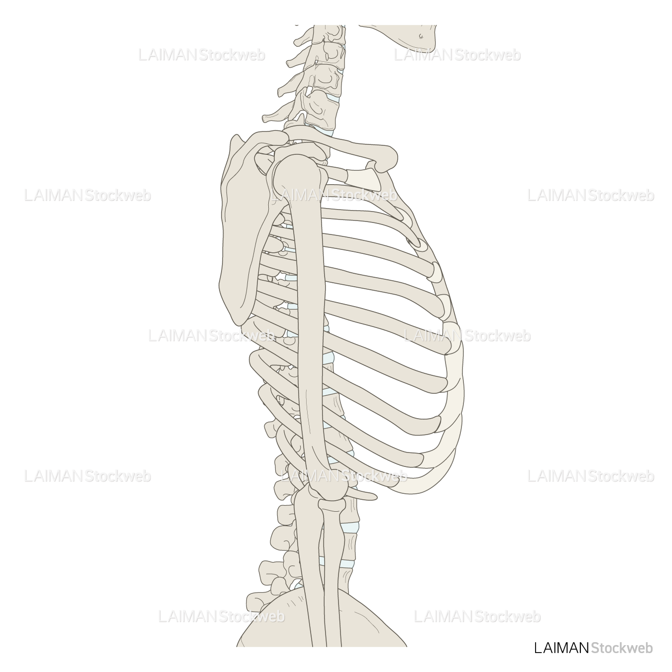 骨格胸部（側面）