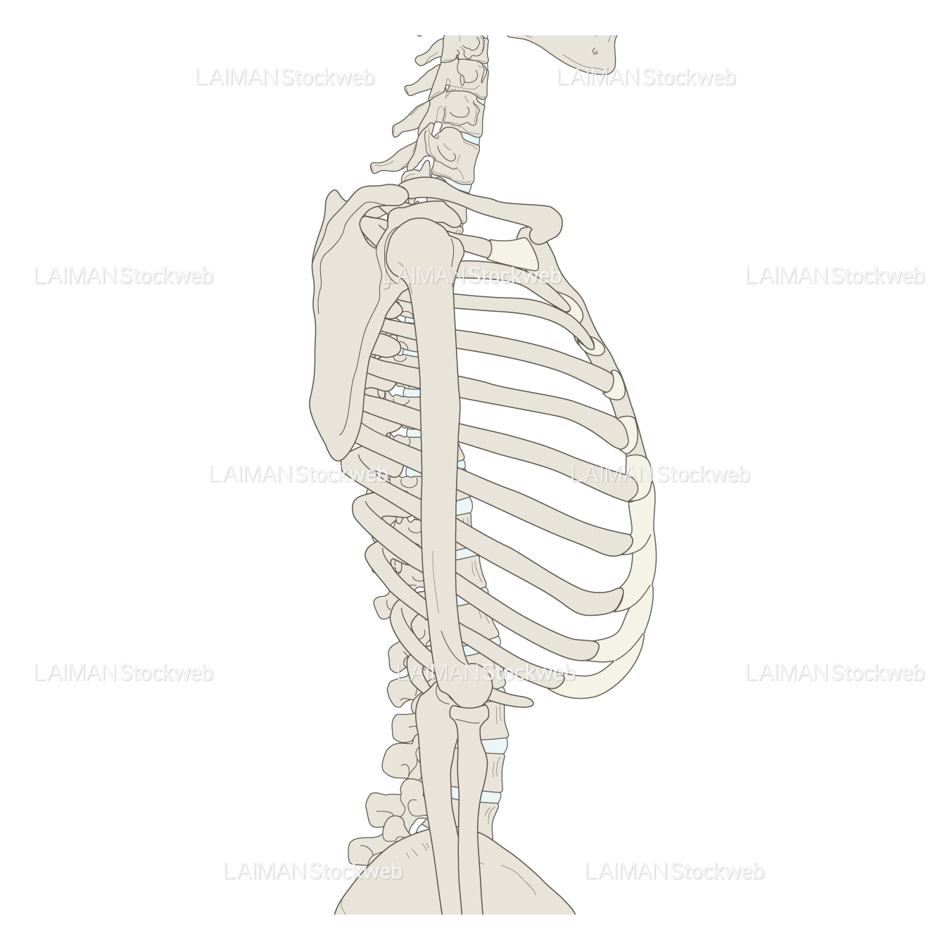 骨格胸部（側面）
