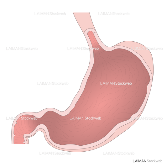 胃の構造