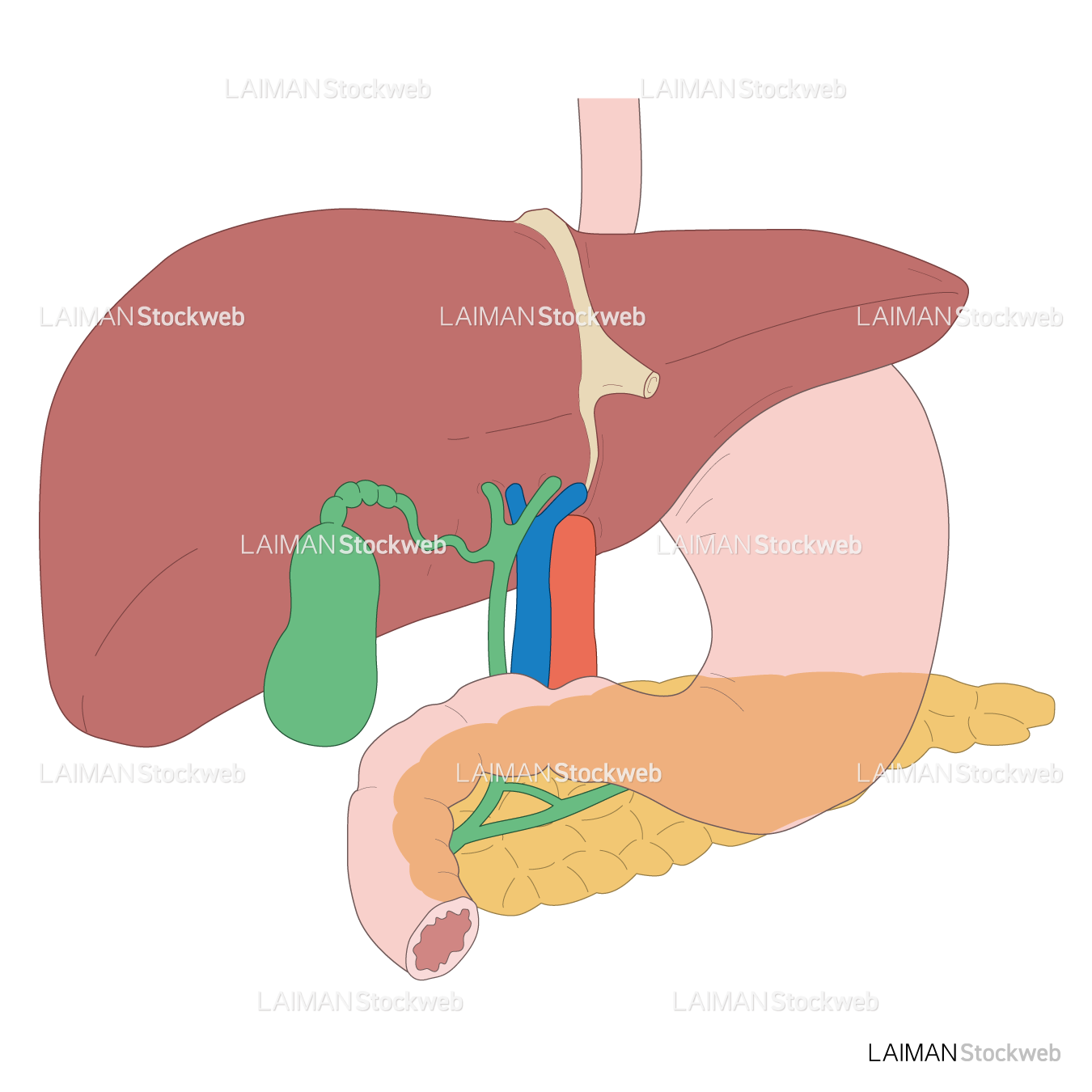 肝臓・胆嚢・膵臓の構造