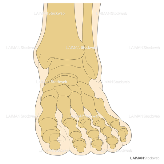 足の骨