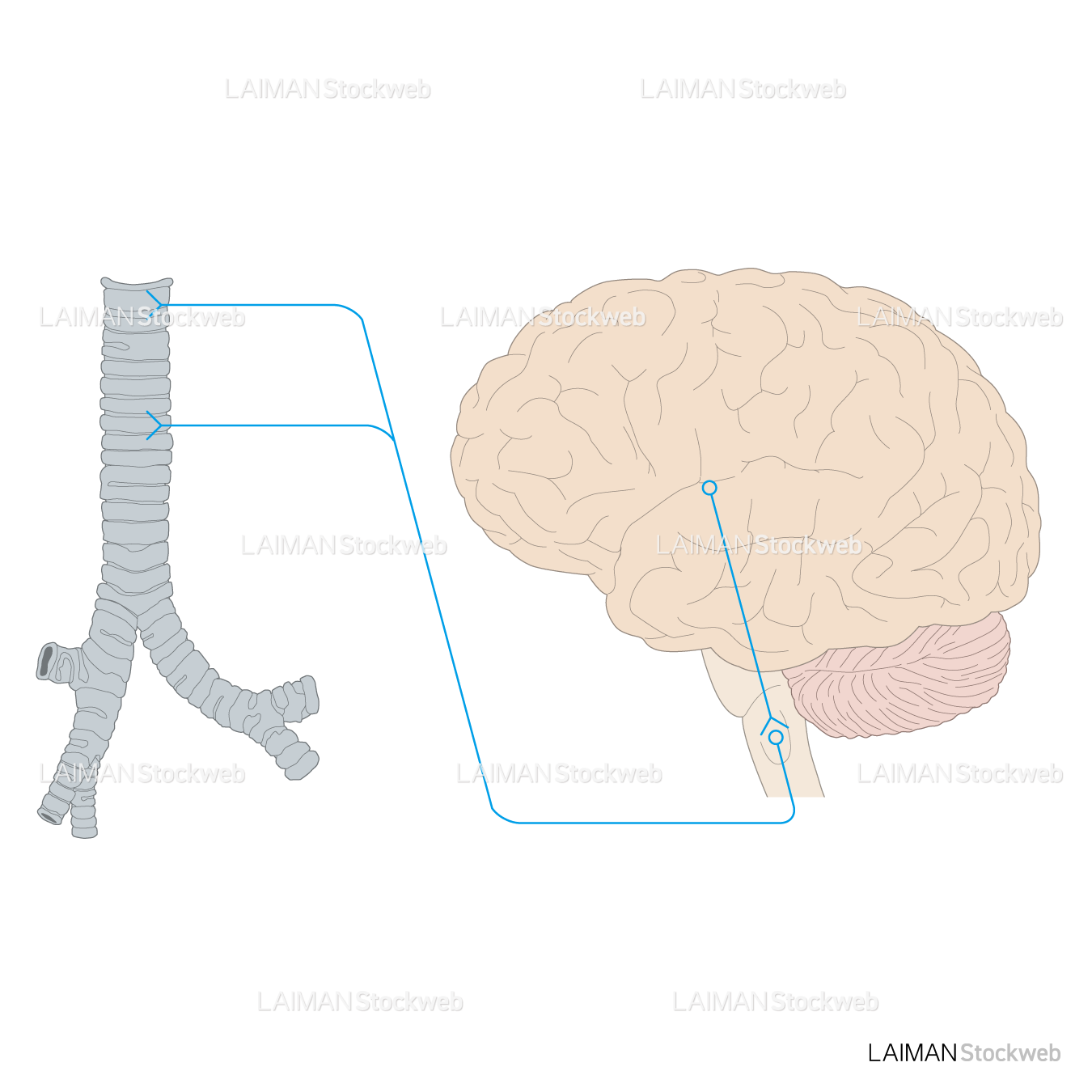 気管と脳神経