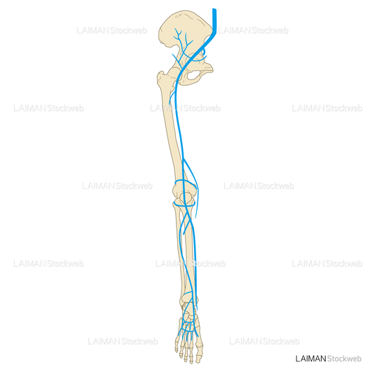 下肢の静脈