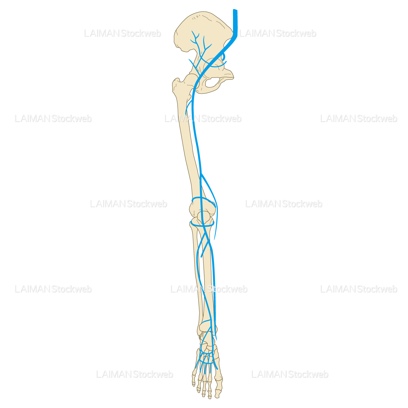 下肢の静脈