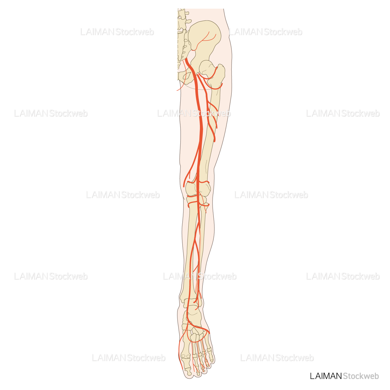 下肢動脈分布（後面）