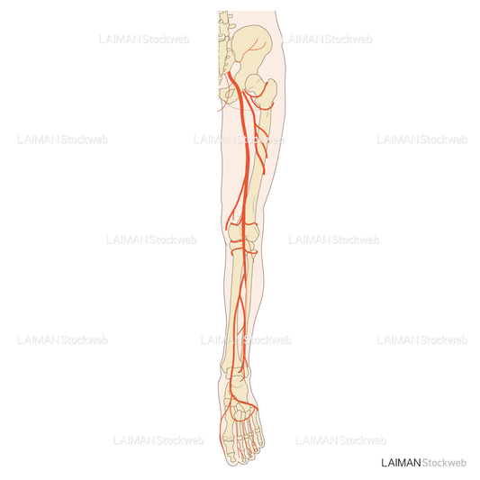 下肢動脈分布（後面）