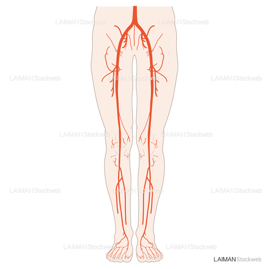 下肢の動脈閉塞の好発部位