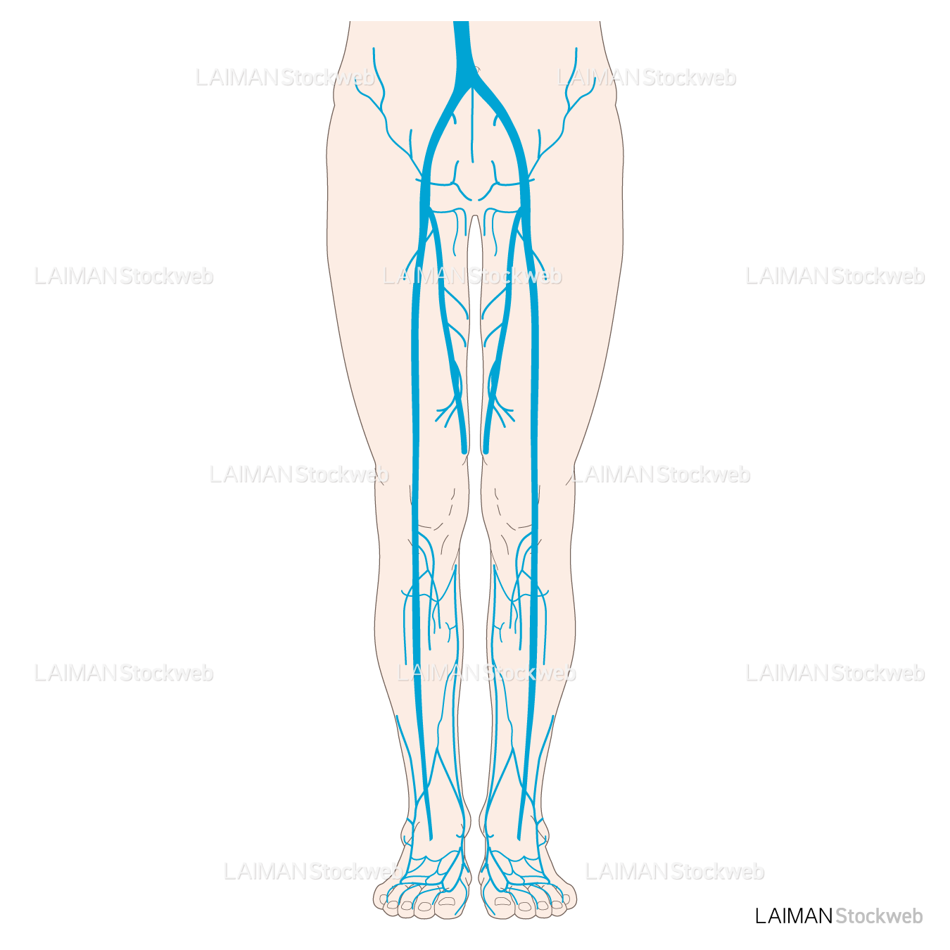 下肢静脈の解剖
