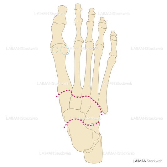 足の骨・関節
