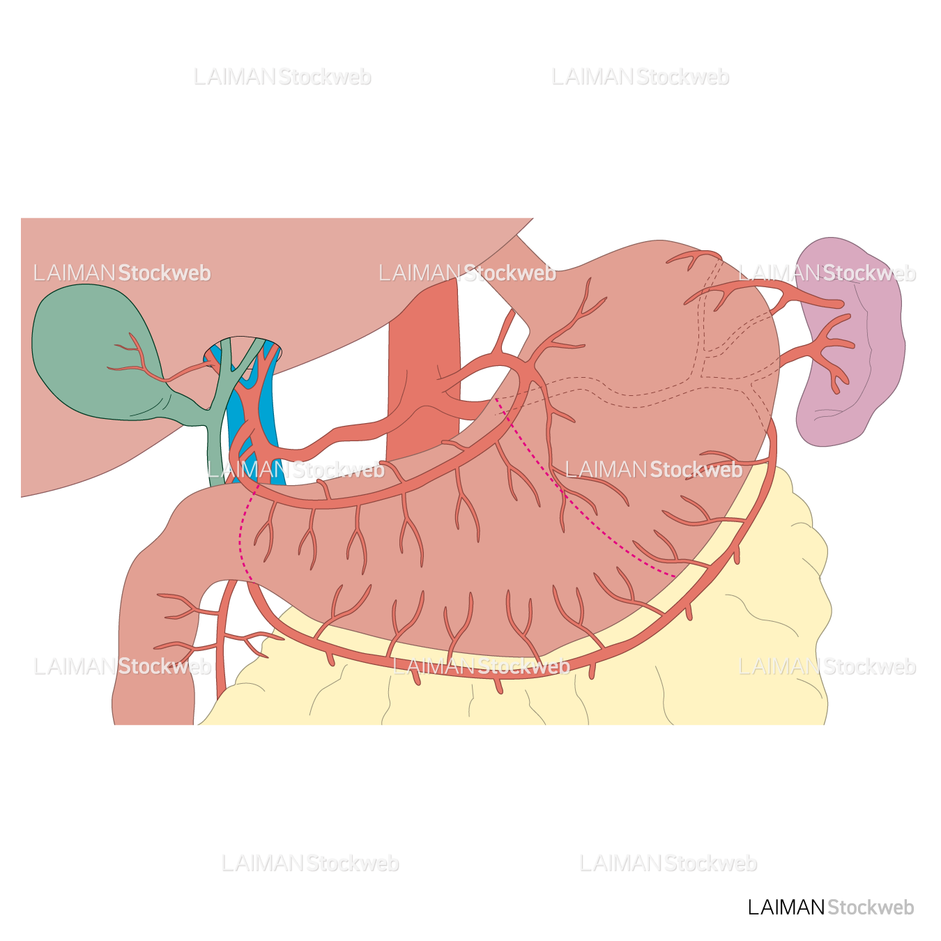 胃の周辺の構造（動脈）