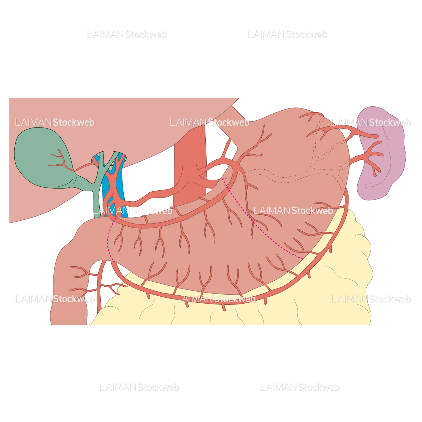 胃の周辺の構造（動脈）
