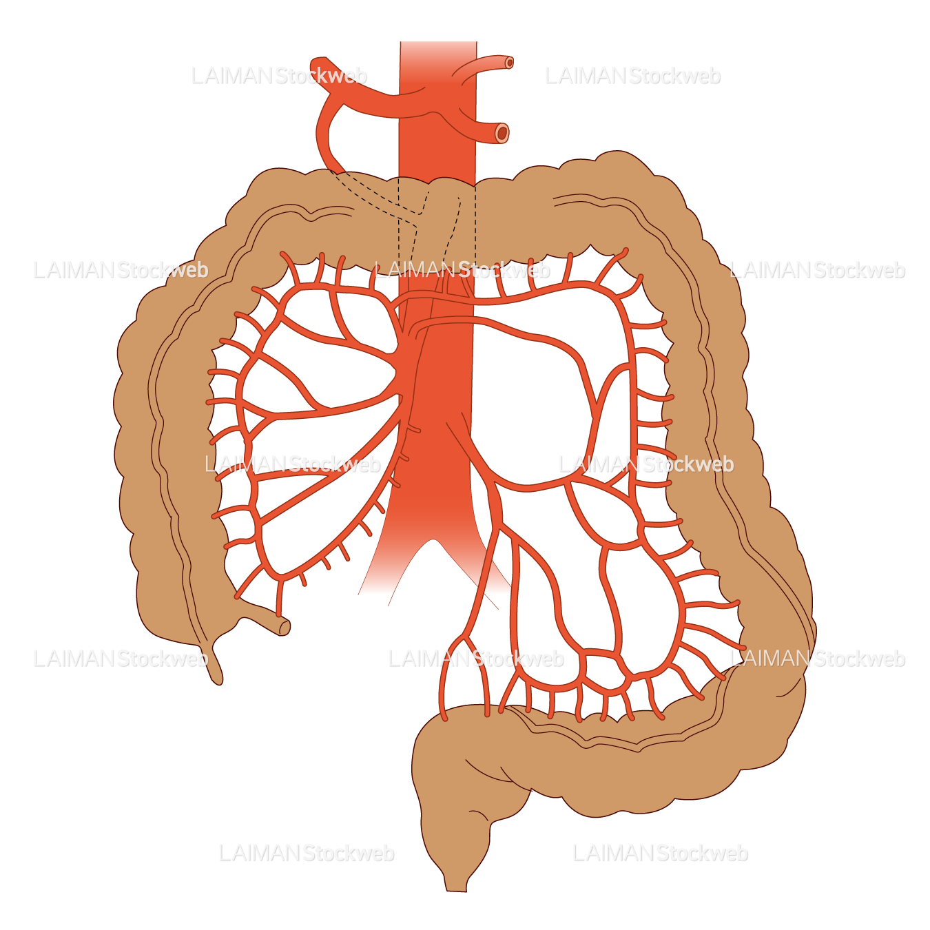 大腸と動脈