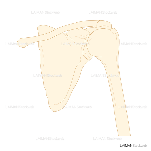 肩甲骨