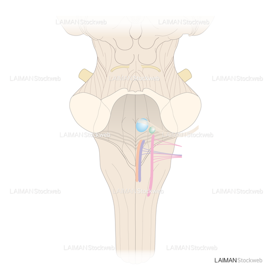 第四脳室底の解剖