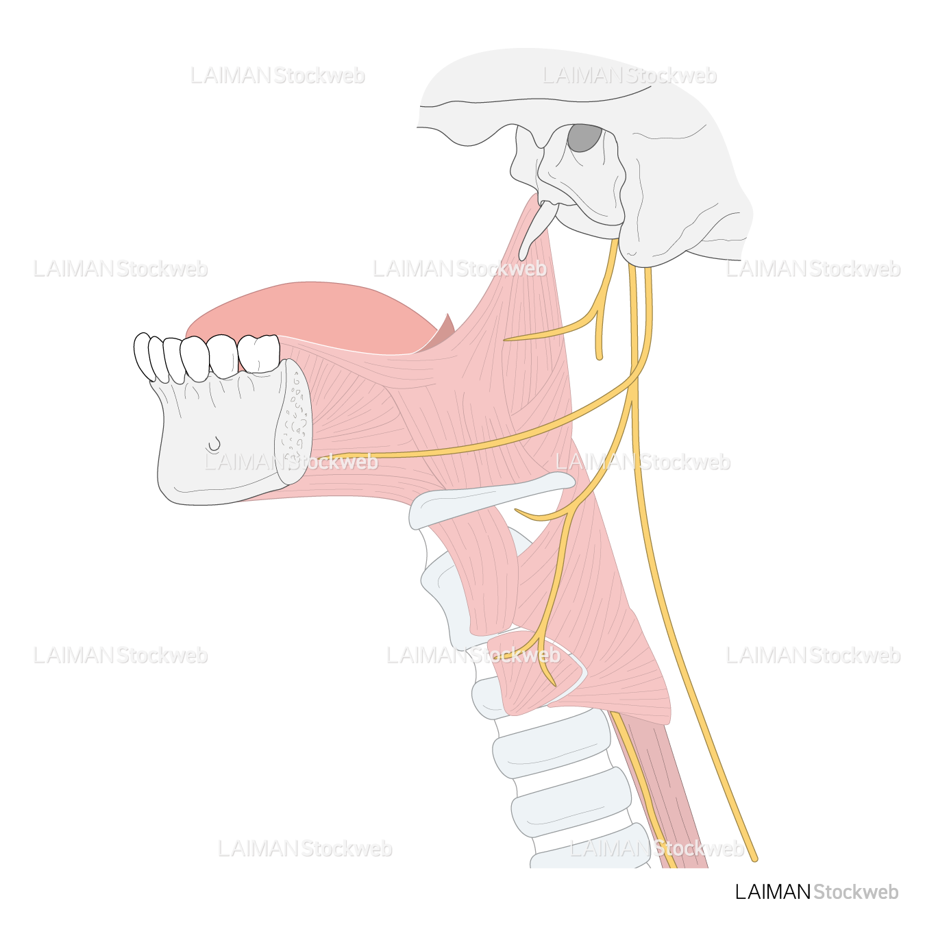 咽頭と喉頭の筋と神経