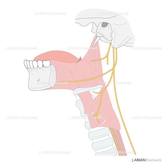咽頭と喉頭の筋と神経