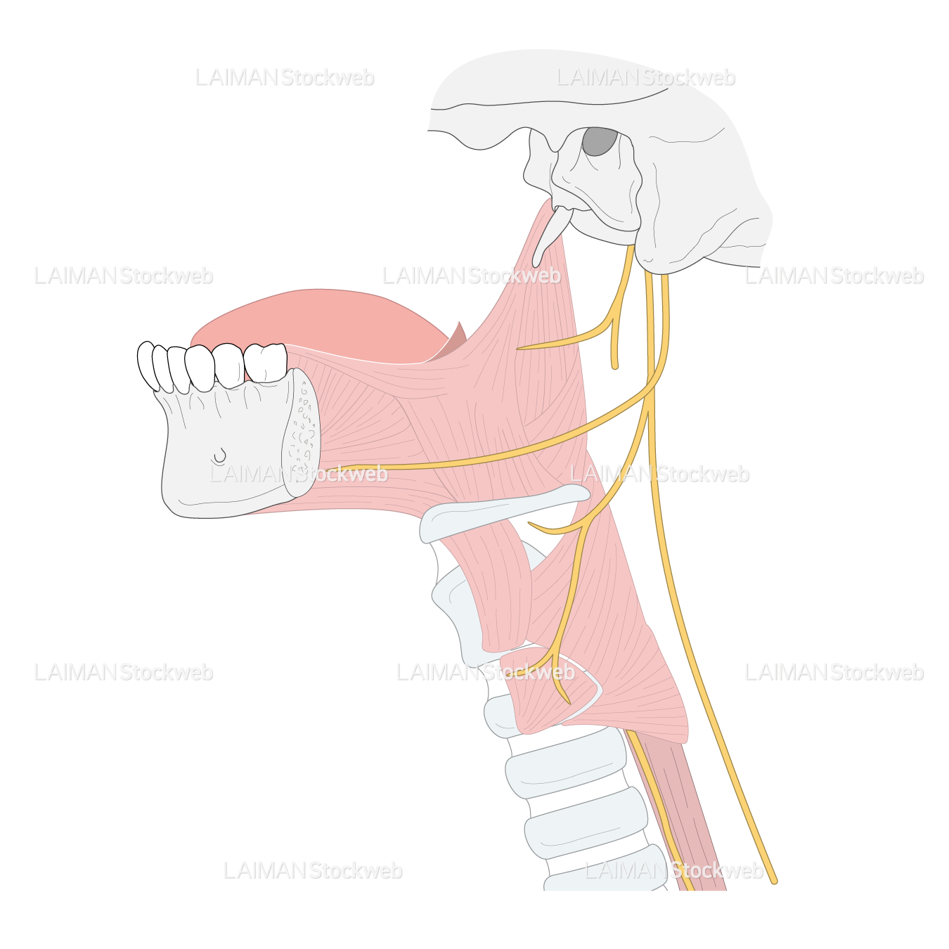咽頭と喉頭の筋と神経