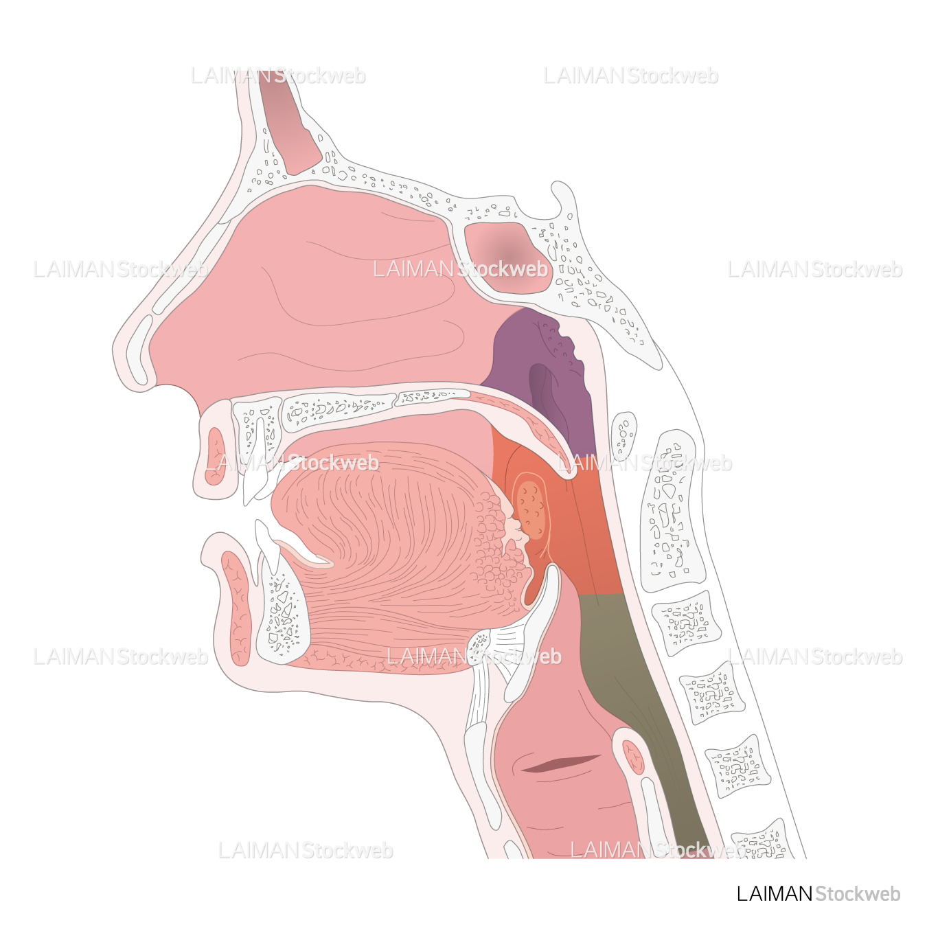 咽頭と喉頭の縦断面