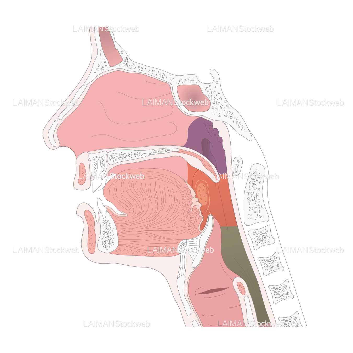 咽頭と喉頭の縦断面