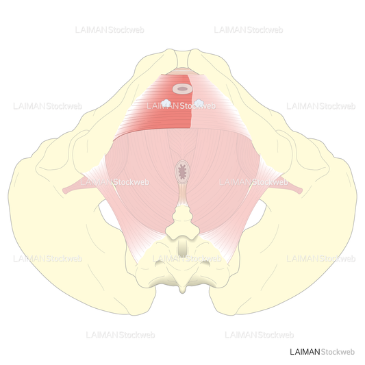 男性の骨盤底(浅層部)