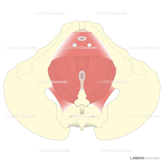 男性の骨盤底(深層部)