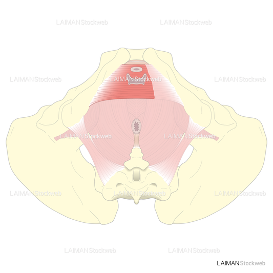 女性の骨盤底(浅層部)