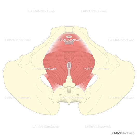 女性の骨盤底(深層部)