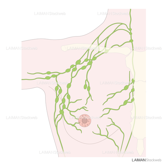 乳腺のリンパ流出路