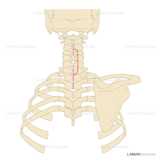 頸棘筋の起始停止