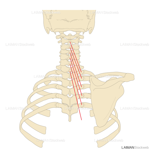 頸半棘筋の起始停止