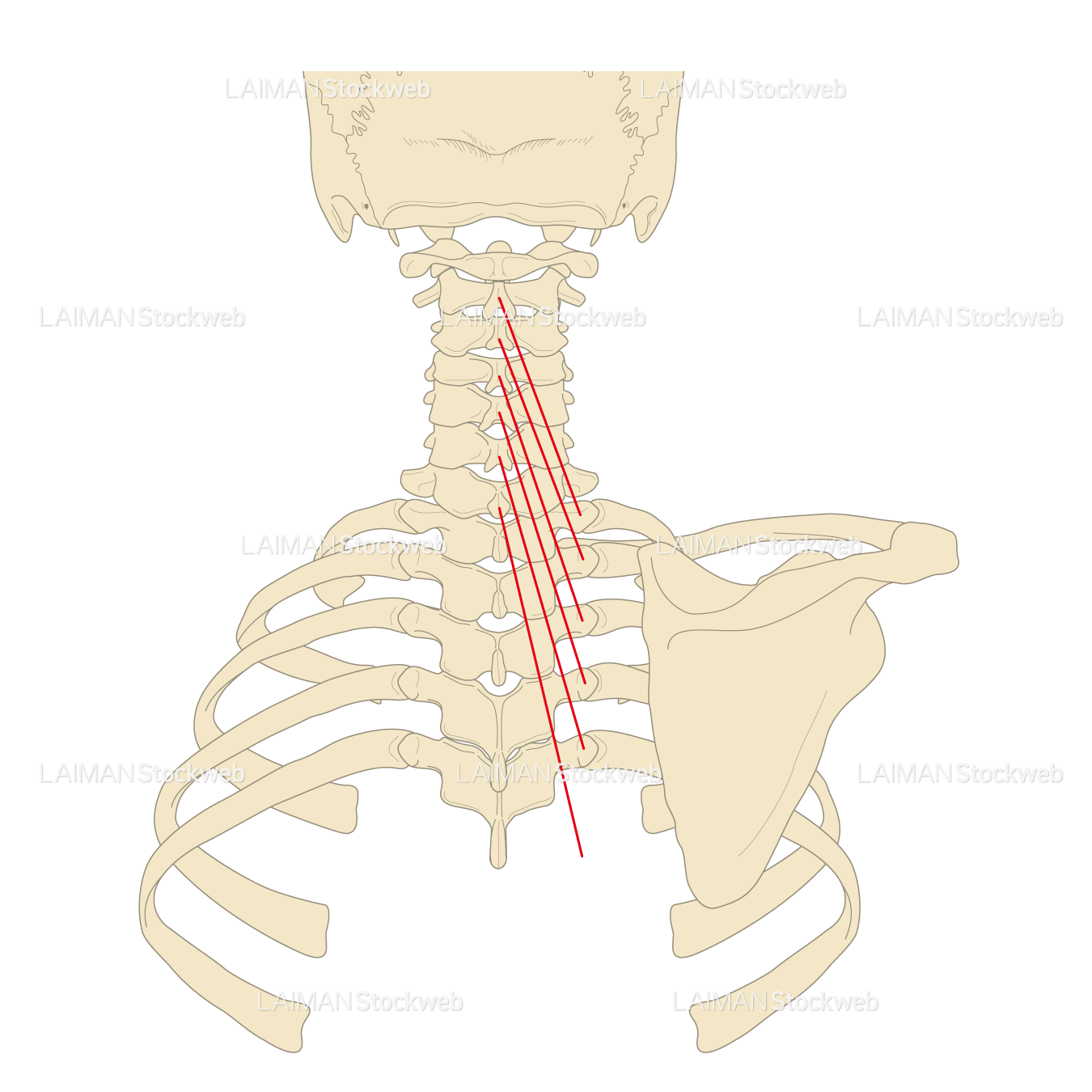 頸半棘筋の起始停止