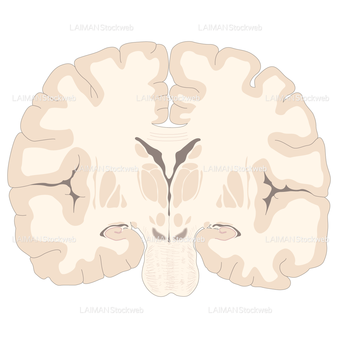 脳の冠状断面