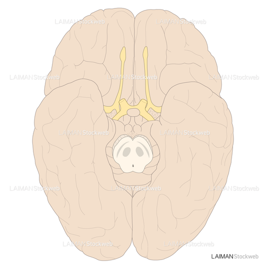 脳の外観（底面）