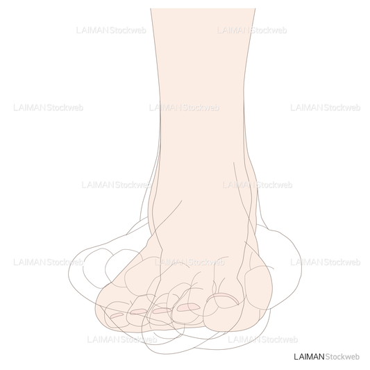 足の内がえし・外がえし（前面）