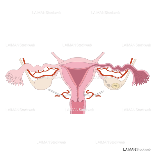 女性の内性器（正面）