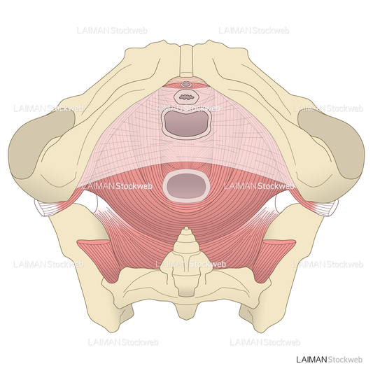 女性の骨盤底