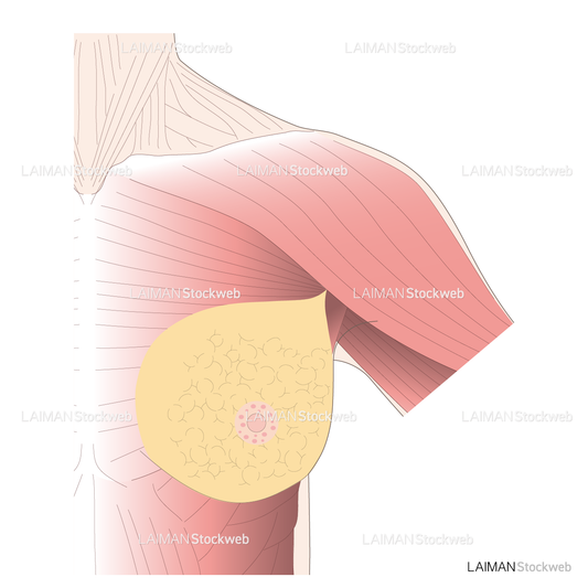 女性の胸筋部の表皮解剖