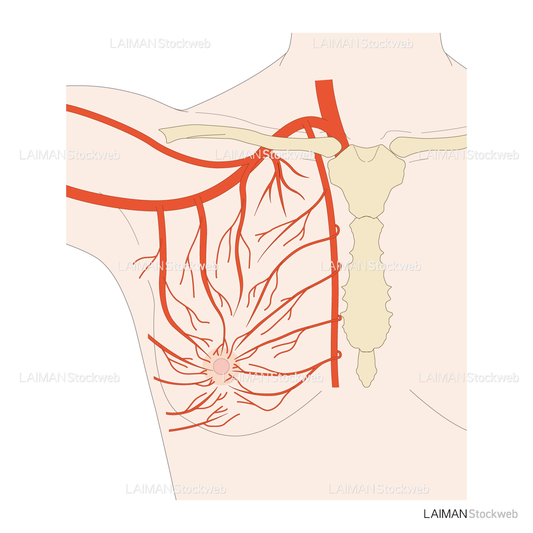 乳房の血管系