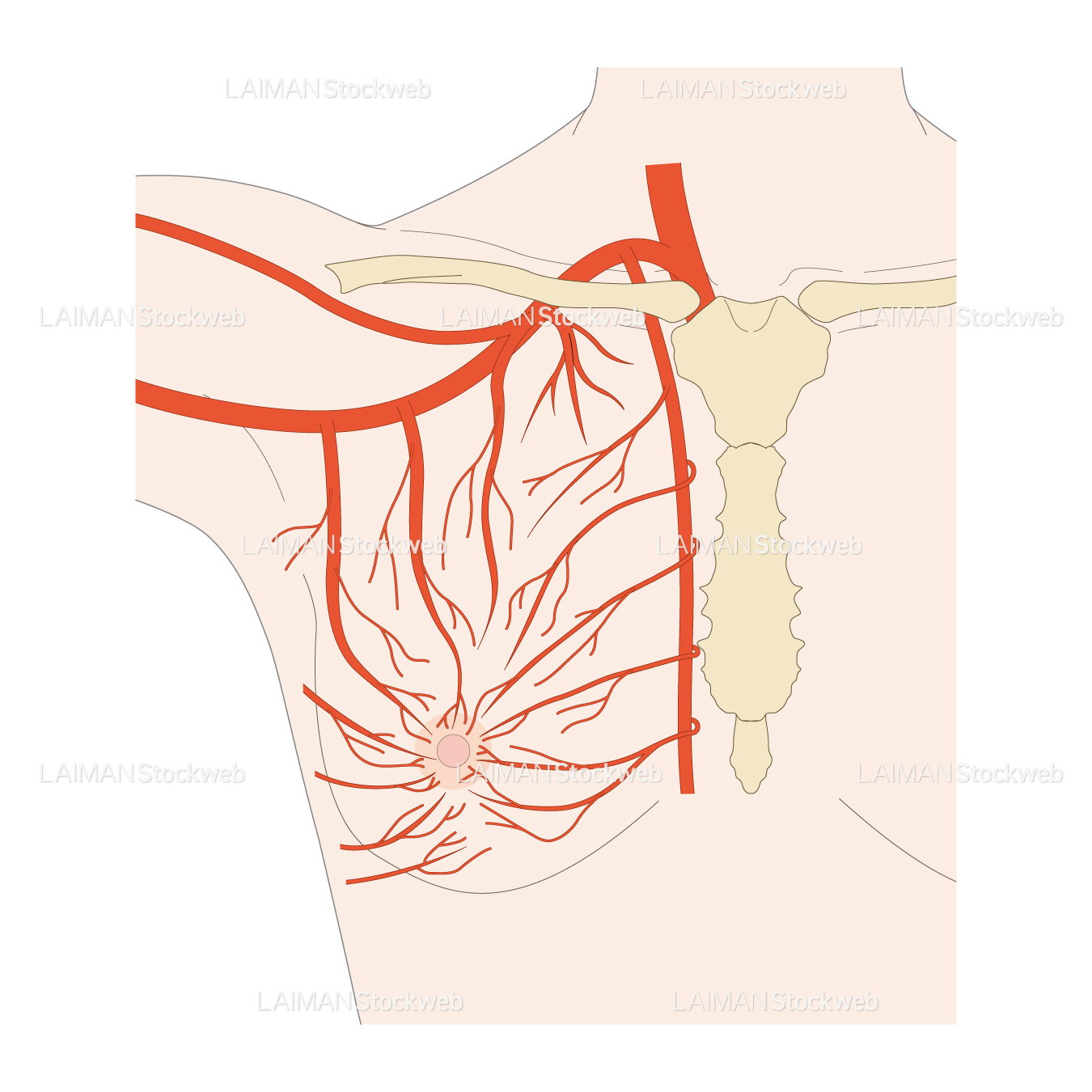 乳房の血管系