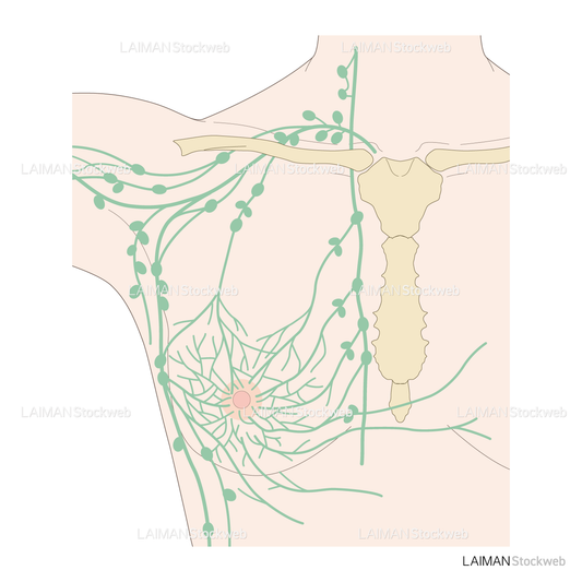 乳房のリンパ管系