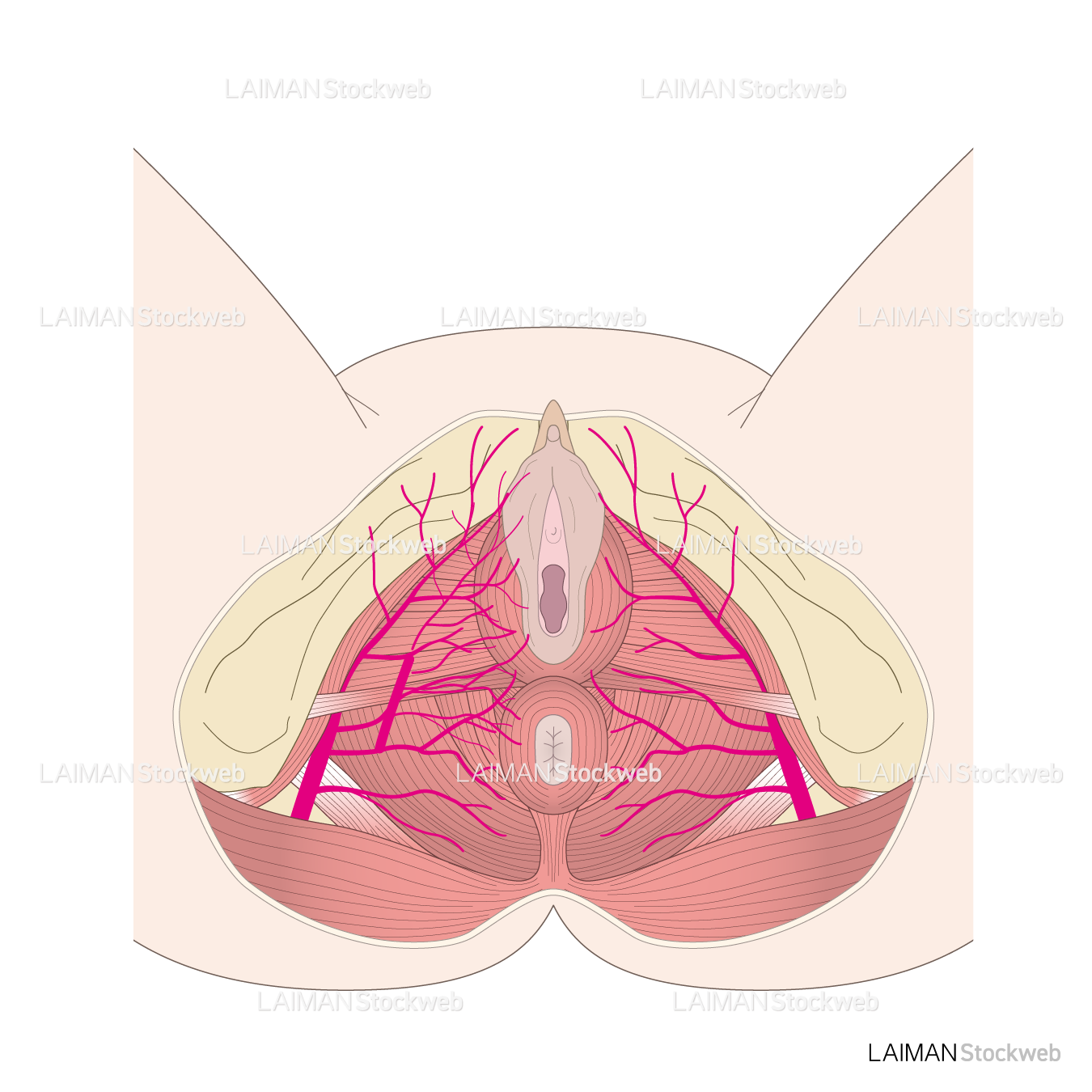 骨盤出口および外陰の血管走行と筋組織