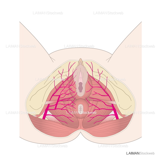 骨盤出口および外陰の血管走行と筋組織
