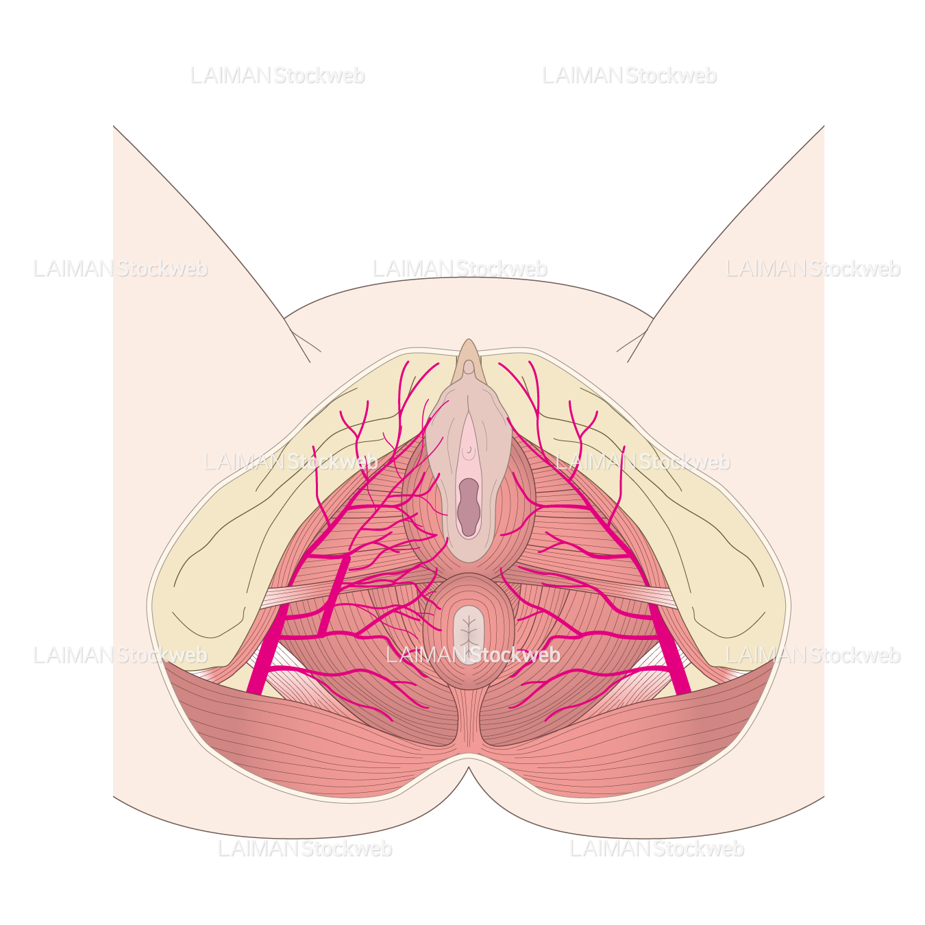 骨盤出口および外陰の血管走行と筋組織