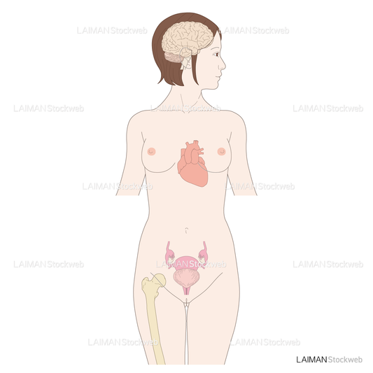 女性の脳・心臓・卵巣・膀胱・骨（エストロゲン欠乏症）