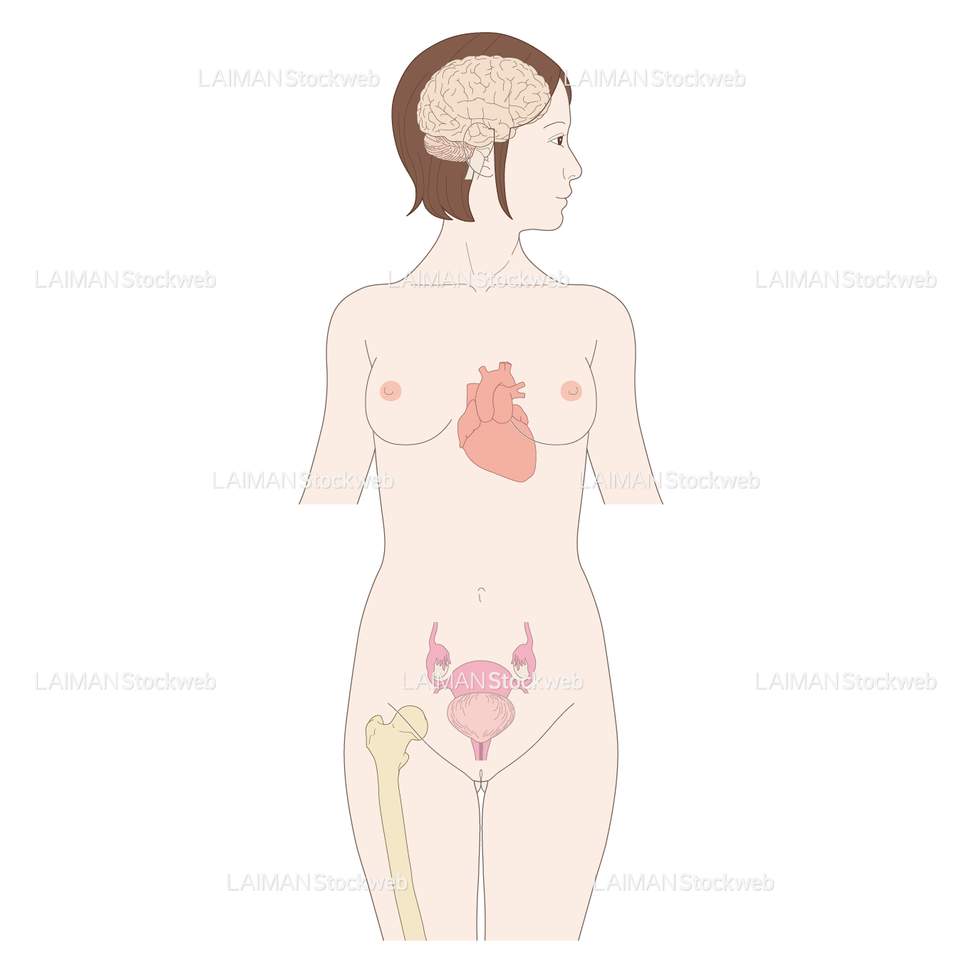 女性の脳・心臓・卵巣・膀胱・骨（エストロゲン欠乏症）