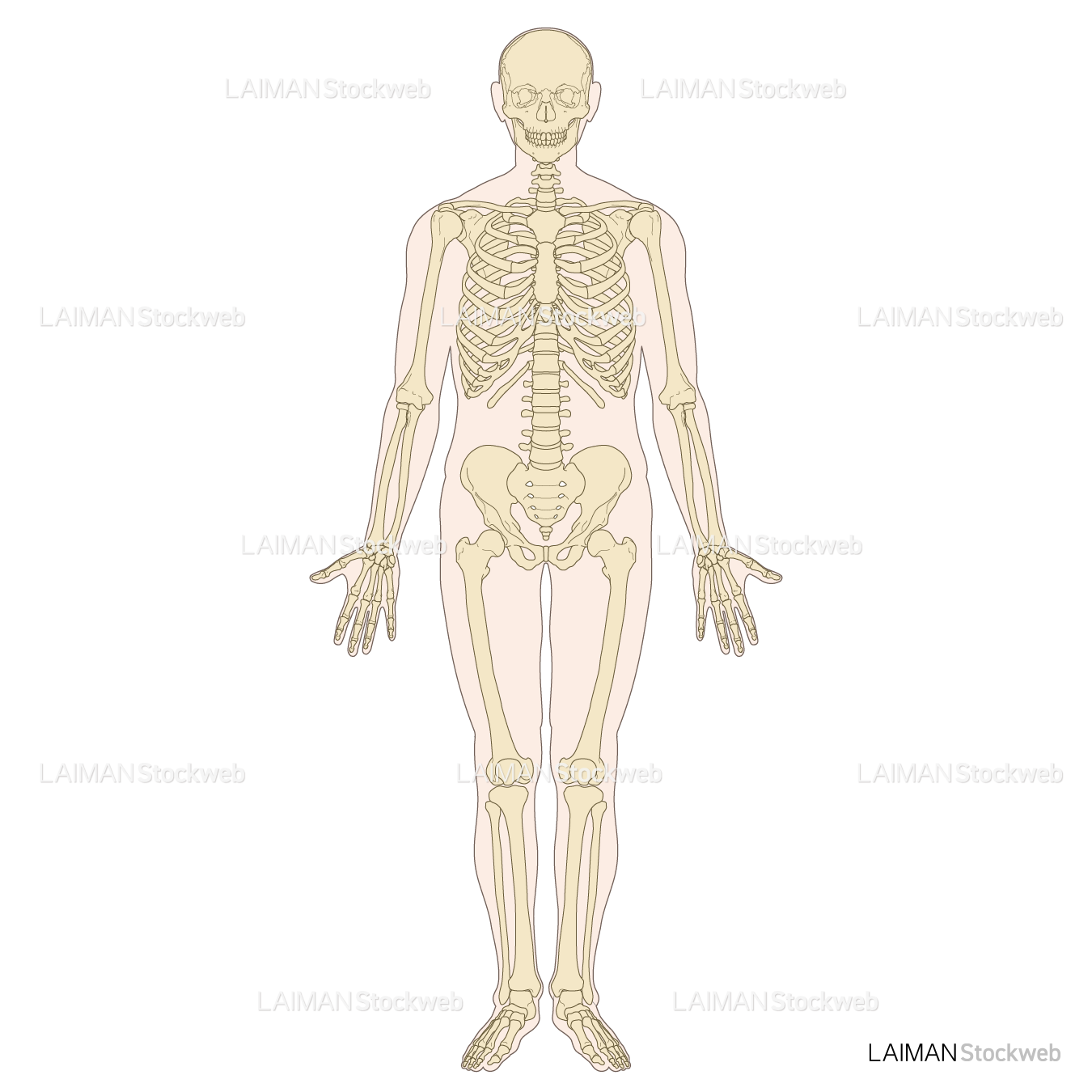 全身の骨格