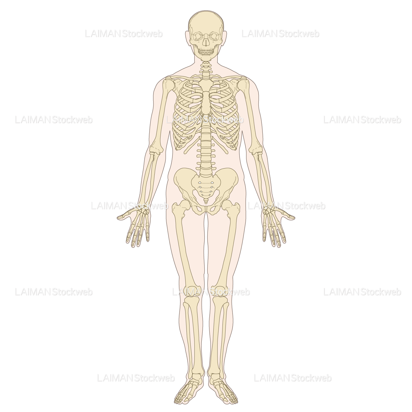 全身の骨格