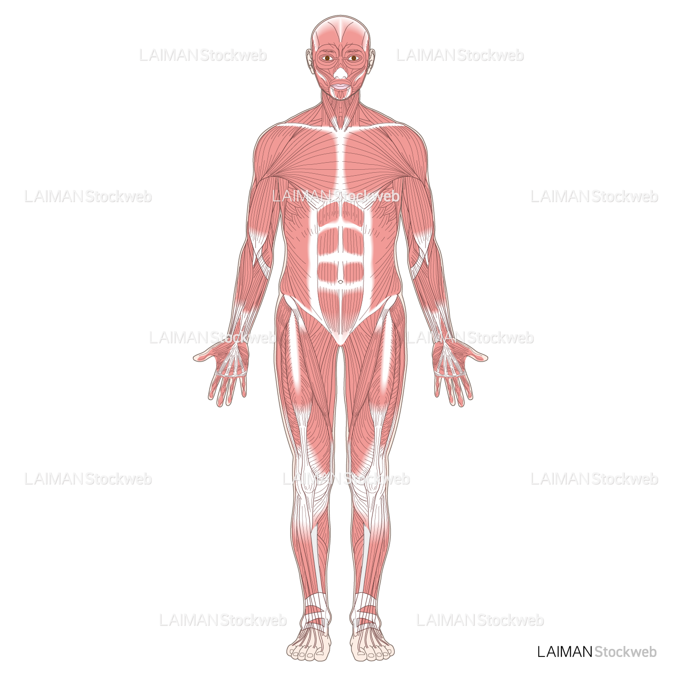 全身の主な筋肉（前面）